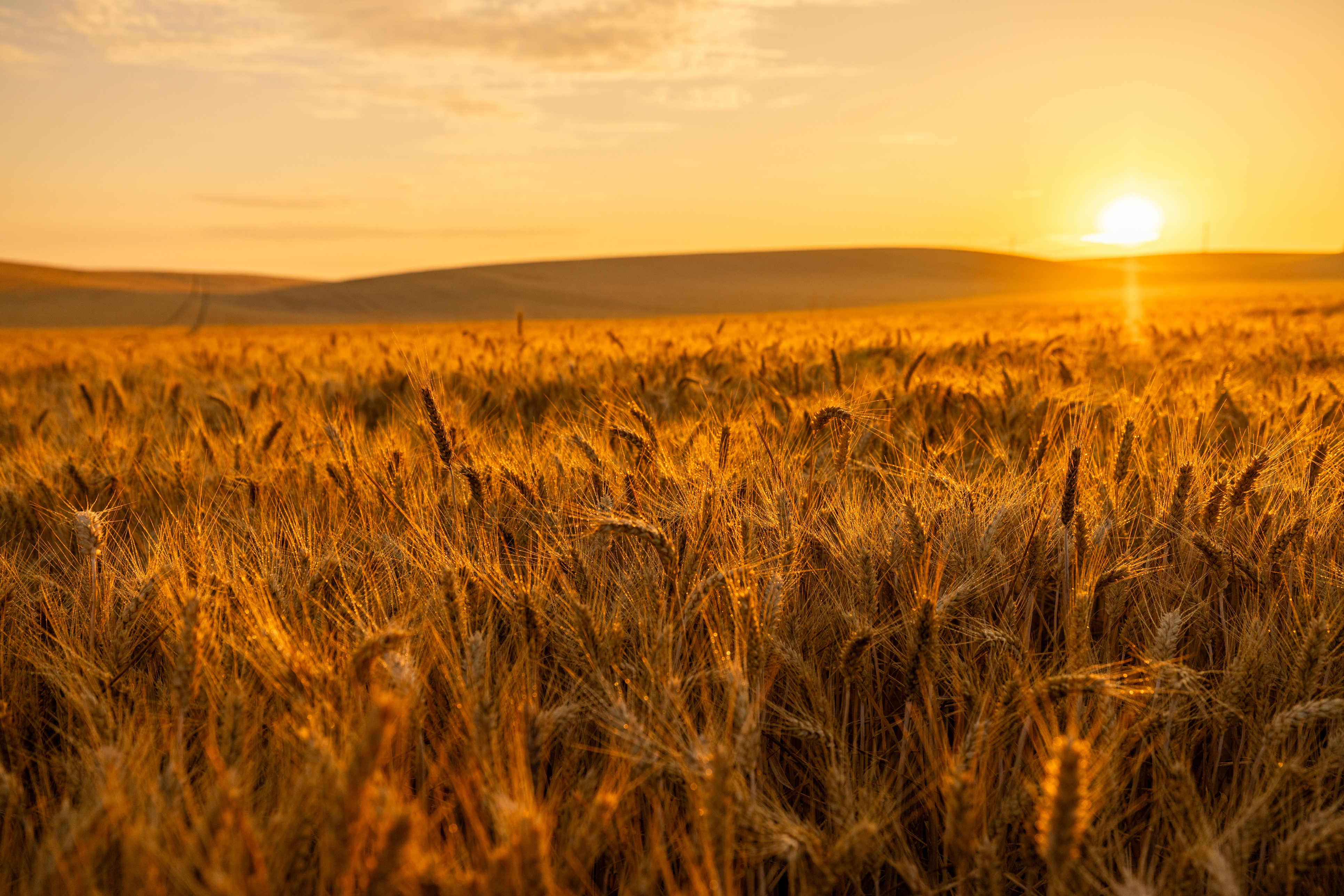 Wheat field at sunset